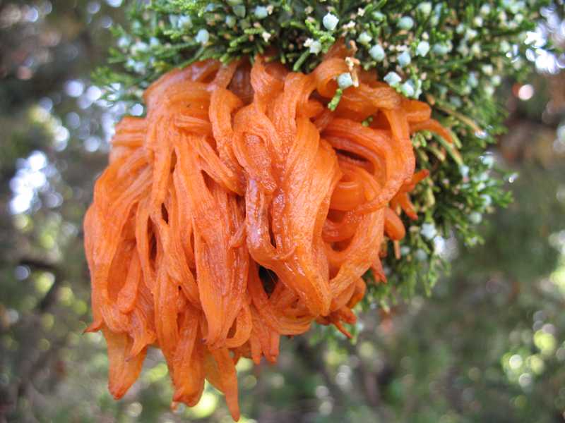 Кедрово яблочный гниющий гриб cedar apple rust fungus